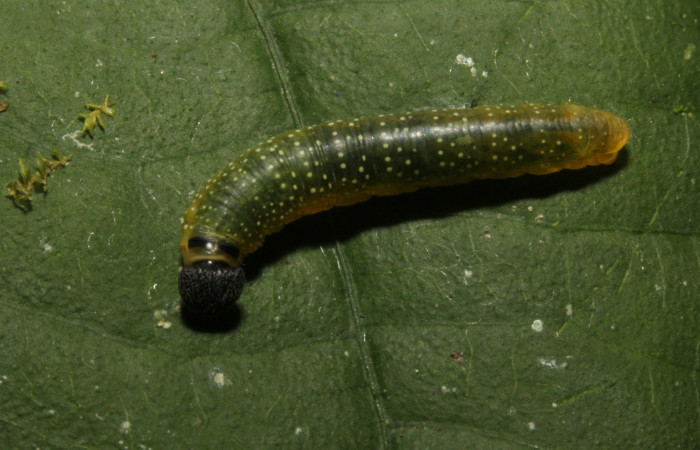 Figura 3. Larva <i>Pellicia dimidiata</i></i> (Hesperiidae), penúltimo estadío (PU) vista dorsal, localidad Sendero Mabea, Sector Rincón Rain Forest ACG (m). Voucher: 17-SRNP-27290-DHJ731400.jpg.