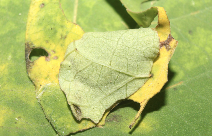 Figura 2. Hábitat de <i>Pellicia dimidiata</i></i> (Hesperiidae), vista dorsal, localidad Medrano, Estación Biológica Quica, Sector Pitilla ACG (380m). Voucher: 17-SRNP-70121-DHJ733540.jpg.