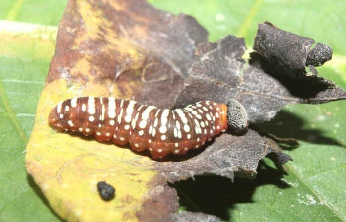 Figura 4. Larva <i>Pellicia dimidiata</i></i> (Hesperiidae), último estadío (U) vista lateral, localidad Medrano, Estación Biológica Quica, Sector Pitilla ACG (380m). Voucher: 17-SRNP-70121-DHJ733548.jpg.