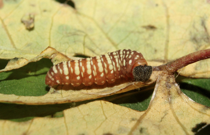 Figura 5. Larva <i>Pellicia dimidiata</i></i> (Hesperiidae), estado de prepupa vista lateral, localidad Medrano, Estación Biológica Quica, Sector Pitilla ACG (380m). Voucher: 17-SRNP-70212-DHJ733775.jpg.