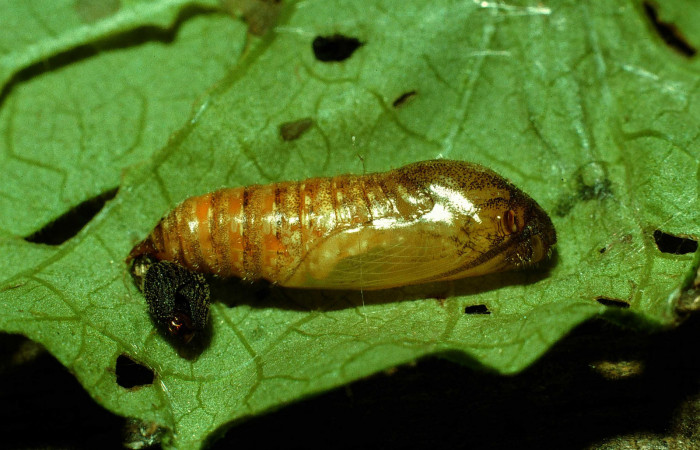 Figura 6. Pupa de <i>Pellicia dimidiata</i></i> (Hesperiidae), vista lateral, localidad Cafetal, Sector Santa Rosa ACG (280m). Voucher: 93-SRNP-6956-DHJ26594.jpg.