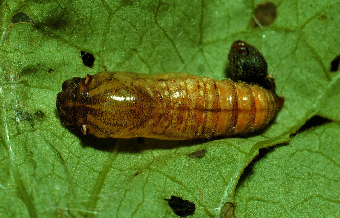Figura 7. Pupa de <i>Pellicia dimidiata</i></i> (Hesperiidae), vista dorsal, localidad Cafetal, Sector Santa Rosa ACG (280m). Voucher: 93-SRNP-6956-DHJ26595.jpg.
