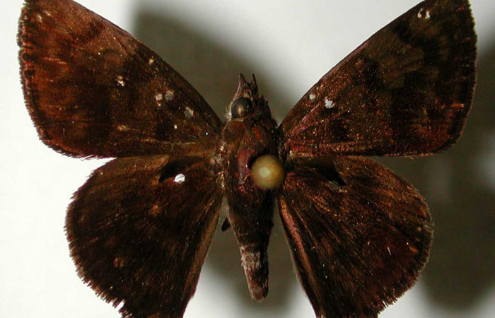 Figura 10. Adulto de <i>Pellicia dimidiata</i></i> (Hesperiidae), macho vista dorsal, localidad Vado Cuajiniquil, Sector Santa Rosa ACG (275m). Voucher: 93-SRNP-6958-DHJ33154.jpg.