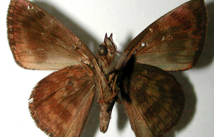 Figura 11. Adulto de <i>Pellicia dimidiata</i></i> (Hesperiidae), macho vista ventral, localidad Vado Cuajiniquil, Sector Santa Rosa ACG (275m). Voucher: 93-SRNP-6958-DHJ33155.jpg.