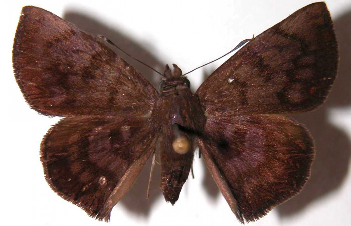 Figura 18. Adulto de <i>Pellicia arina</i></i> (Hesperiidae), hembra vista dorsal, localidad Vado Cuajiniquil, Sector Santa Rosa ACG (275m). Voucher: 94-SRNP-139-DHJ38028.jpg.
