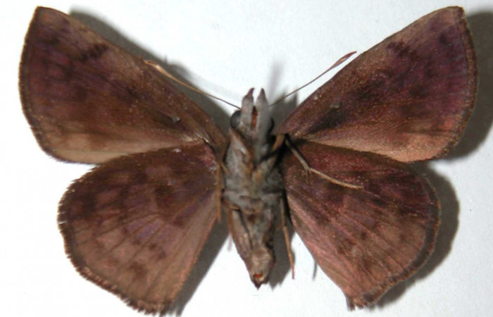 Figura 19. Adulto de <i>Pellicia arina</i></i> (Hesperiidae), hembra vista ventral, localidad Vado Cuajiniquil, Sector Santa Rosa ACG (275m). Voucher: 94-SRNP-139-DHJ38029.jpg.