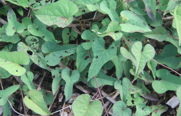 Figura 20. Planta hospedera de <i>Pellicia dimidiata</i></i> (Hesperiidae), planta llamada <i>Ipomoea trifida</i></i> (Convolvulaceae), localidad Medrano, Estación Biológica Quica Sector Pitilla ACG (380m). Foto: Ricardo Calero, 18 Marzo 2017.