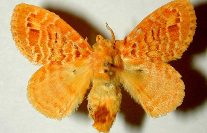 Fig.4. Larva de <i>Nesara casada</i></i>. Vista dorsal.Voucher:00-SRNP-11326-DHJ33192