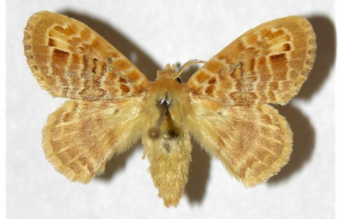 Fig. 8. Macho de <i>Nesara casada</i></i> (Lasiocampidae). Vista dorsal. Voucher: 00-SRNP-555-DHJ319326.