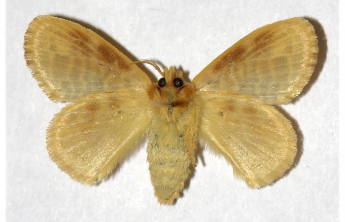 Fig. 9. Macho de <i>Nesara casada</i></i> (Lasiocampidae), vista dorsal. Voucher: 00-SRNP-555-DHJ319327.