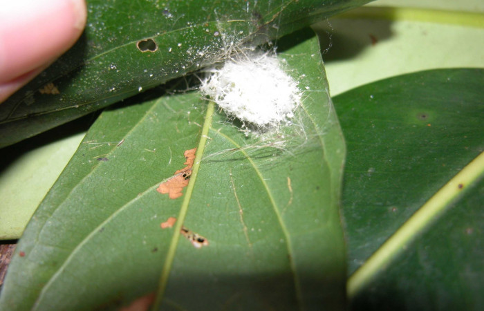 Fig. 6. Capullo de <i>Patelloa</i></i> xanthuraDHJ01(Tachinidae) en <i>Nesara casada</i></i> (Lasiocampidae) . Voucher: 03- SRNP-37043-DHJ91053.
