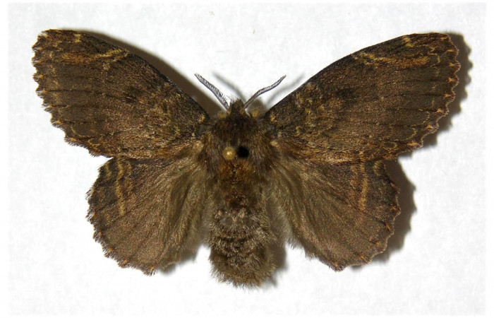 Fig.5. Larva de <i>Euglyphis jessiehillae</i></i> vista dorsal.Voucher: 03-SRNP-4191-DHJ319590