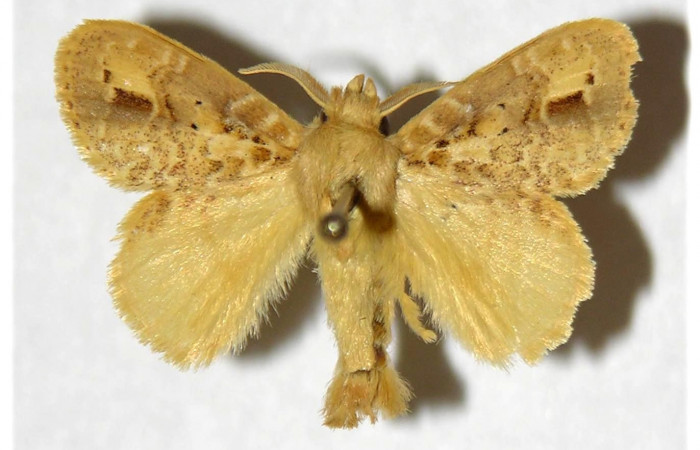 Fig. 10. Macho de <i>Nesara casada</i></i> (Lasiocampidae), vista dorsal. Voucher: 00-SRNP-3665-DHJ319316.