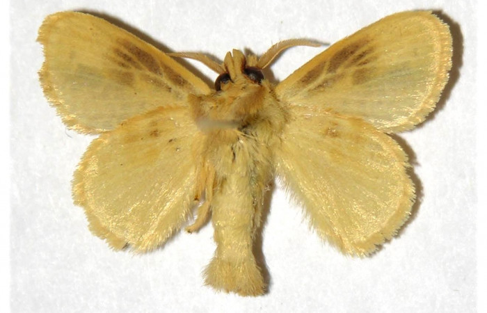 Fig. 11. Macho de <i>Nesara casada</i></i> (Lasiocampidae), vista dorsal. Voucher: 00-SRNP-3665-DHJ319317.