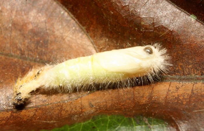 Fig. 7. Pupa de <i>Nesara casada</i></i> (Lasiocampidae) . Voucher: 13- SRNP-71524-DHJ703144.