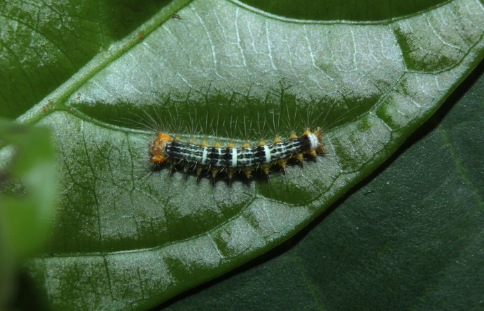 Fig. 1. Larva de <i>Nesara casada</i></i> vista dorsal Voucher: 14-SRNP-71914-DHJ726215.jpg