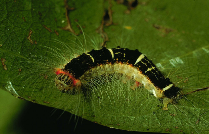 Fig. 2. Larva de <i>Nesara casada</i></i>. Vista dorsal. Voucher: 94-SRNP-9712-DHJ27025