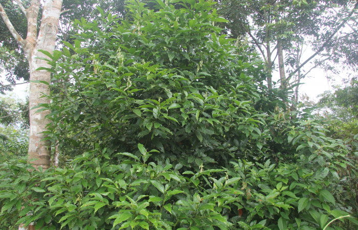 Planta hospedera de <i>Nesara casada</i></i> (Lasiocampidae)  <i>Nectandra hihua</i></i>(Lauraceae)