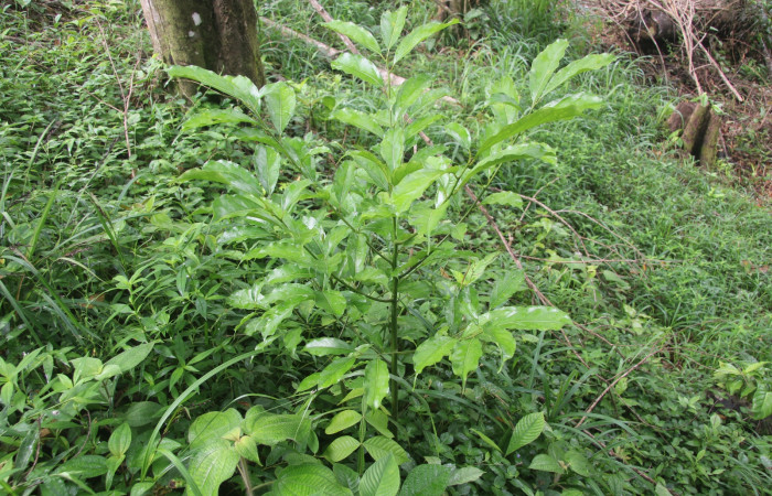 Planta hospedera de <i>Nesara casada</i></i> (Lasiocampidae) <i>Ocotea cernua</i></i>(Lauraceae)
