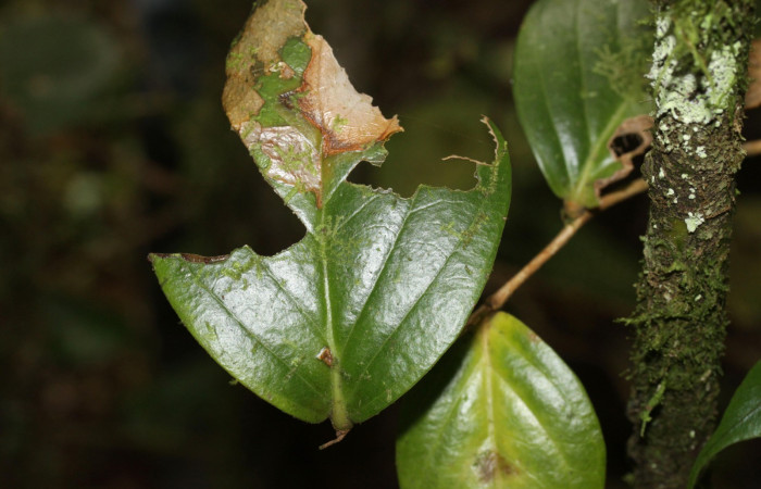 Fig. 3. <i>Cecrita</i></i> peraltaDHJ01 (Notodontidae), en tercer estadío, alimentándose y queda en el margen donde se alimenta para pasar desapersivido por algún depredador. Area de Conservación Guanacaste, Sactor Pitilla, Sendero Nacho. (16-SRNP-30051-DHJ729171.jpg).