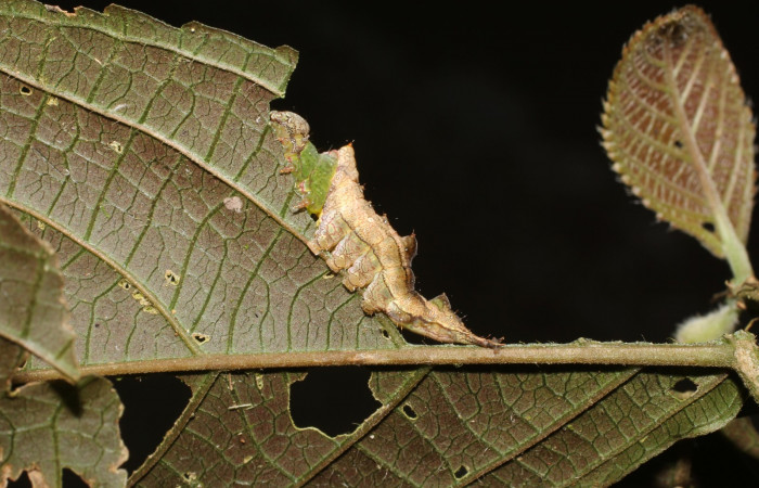 Fig. 4. <i>Ianassa</i></i> moribundaDHJ02 (Notodontidae), larva en penúltimo estadío. Area de Conservación Guanacaste, Sector San Cristóbal, Río Blanco.(17-SRNP-190-DHJ704232.jpg).