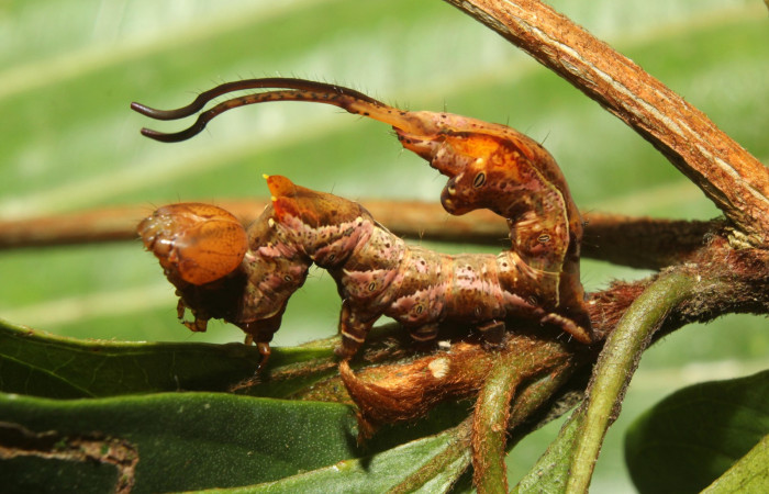 Fig. 5. <i>Calledema argenta</i></i> (Notodontidae), larva último estadío. Area de Conservación Guanacaste, Sector Pitilla, Medrano. (17-SRNP-72850-DHJ741175.jpg).
