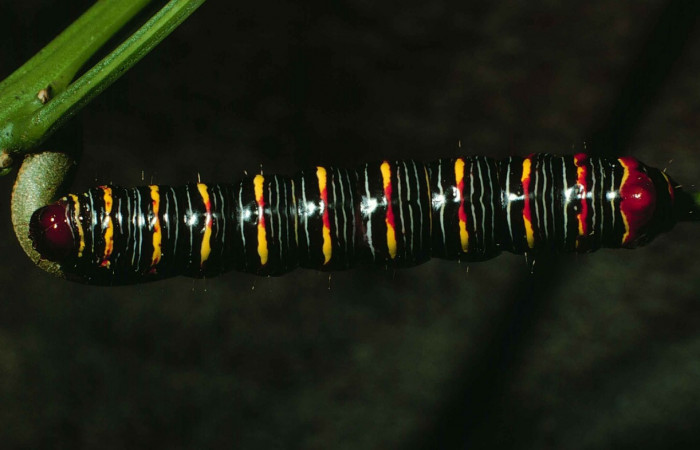 Fig. 8. <i>Didugua argentilinea</i></i> (Notodontidae), larva último estadío. Area de Conservación Guanacaste, Sector Cacao, Estación Biológica Cacao. (99-SRNP-1186-DHJ50571.jpg).