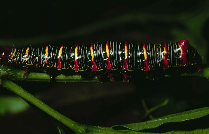 Fig. 7. <i>Didugua argentilinea</i></i> (Notodontidae), larva último estadío. Area de Conservación Guanacaste, Sector Cacao, Estación Biológica Cacao. (99-SRNP-1186-DHJ50572.jpg).
