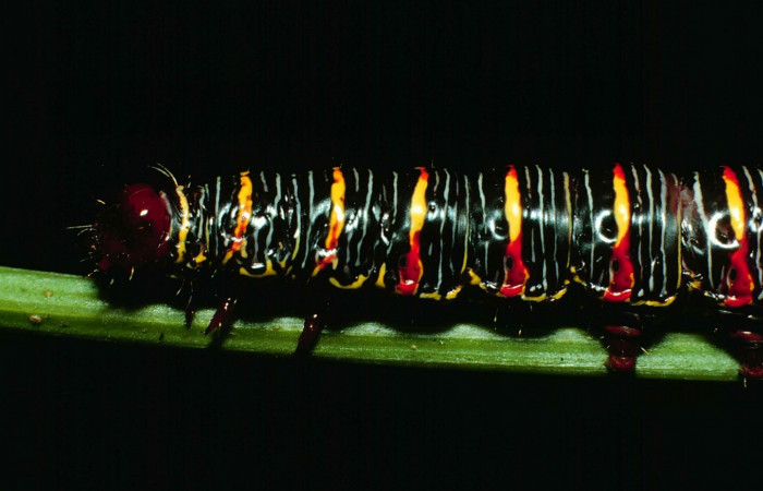 Fig. 2. <i>Didugua argentilinea</i></i> (Notodontidae), larva último estadio. Area de Conservación Guanacaste, Sector Cacao, Estación Biológica Cacao. (99-SRNP-1186-DHJ50577.jpg).