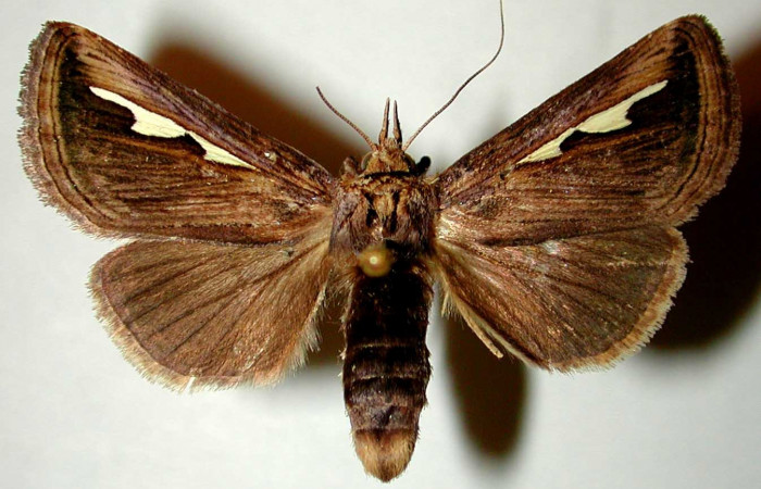 Fig. 9. <i>Didugua argentilinea</i></i> (Notodontidae), hembra adulto, vista dorsal. Area de Conservación Guanacaste, Sector San Cristóbal, Sendero Pinyal. (99-SRNP-4726-DHJ32400).