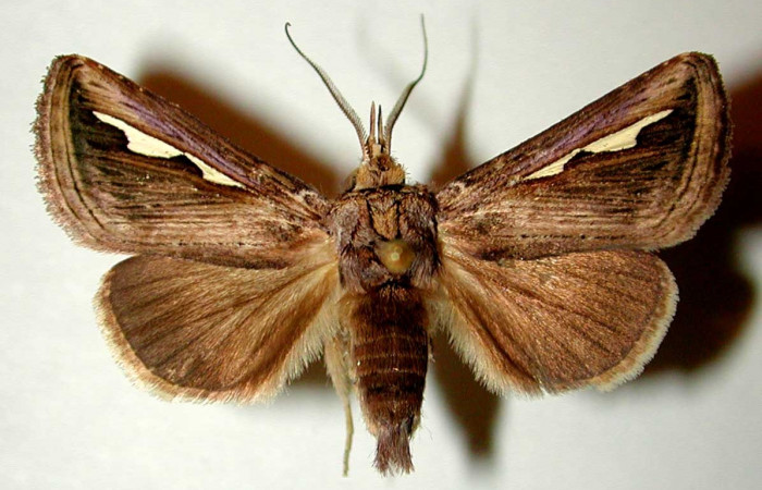 Fig. 1. <i>Didugua argentilinea</i></i> (Notodontidae), macho adulto. Area de Conservación Guanacaste, Sector San Cristóbal, Sendero Pinyal. (99-SRNP-4727-DHJ32402).