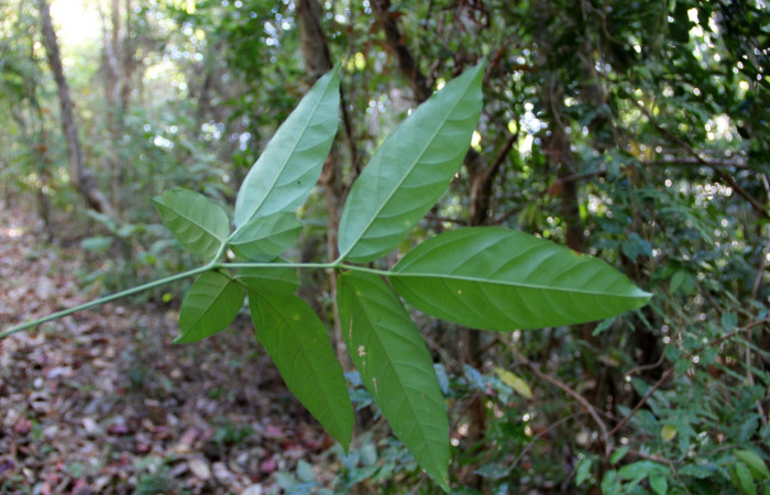 Fig. 12. Envés o cara inferior de <i>Serjania atrolineata</i></i> familia Sapindaceae, planta hospedera de <i>Didugua argentilinea</i></i> (Notodontidae). Area de Conservación Guanacaste, Serctor Santa Rosa, Bosque Húmedo. Foto Parataxónoma Dunia Garcia 02/20/2019