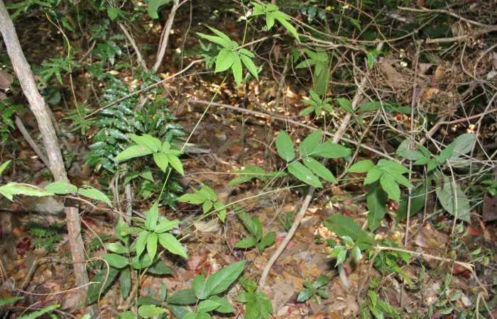 Fig. 14. Habitat de <i>Serjania atrolineata</i></i> familia Sapindaceae, planta hospedera de <i>Didugua argentilinea</i></i> (Notodontidae). Area de Conservación Guanacaste, Serctor Santa Rosa, Bosque Húmedo. Foto Parataxónoma Dunia Garcia 02/20/2019