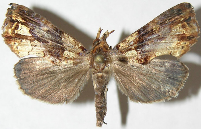 Figura 7. Adulto de <i>Plusiodonta nitissima</i></i> (Erebidae). Macho mostrando parte dorsal, localidad Sendero Carmona, Sector San Cristóbal ACG (670m). Voucher: 08-SRNP-2474-DHJ396708.jpg.