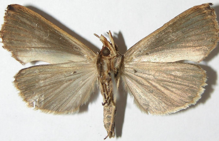 Figura 8. Adulto de <i>Plusiodonta nitissima</i></i> (Erebidae). Macho mostrando parte ventral, localidad Sendero Carmona, Sector San Cristóbal ACG (670m). Voucher: 08-SRNP-2474-DHJ396709.jpg.