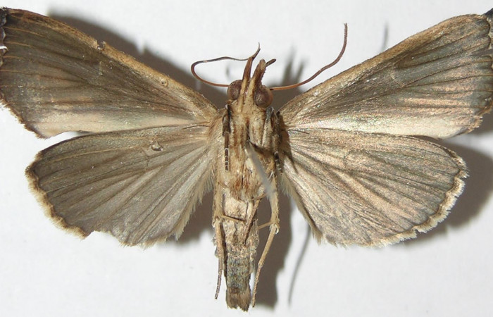 Figura 10. Adulto de <i>Plusiodonta nitissima</i></i> (Erebidae). Hembra mostrando parte ventral, localidad Rio Blanco Abajo, Sector San Cristóbal ACG (500m). Voucher: 08-SRNP-4983-DHJ396721.jpg.