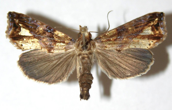 Figura 1. Adulto <i>Plusiodonta nitissima</i></i> (Erebidae), mostrando parte dorsal localidad Potrero Argentina, Sector San Cristóbal  ACG (520m). Voucher:12-SRNP-1879-DHJ595008.jpg.