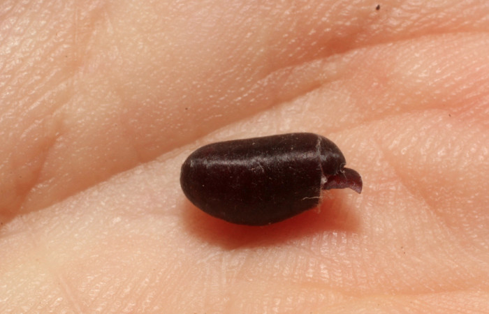 Figura 11. Resto de pupario de parásito Tachinidae de <i>Linnaemya</i></i> Wood01DHJ03 (Erebidae), localidad Quebrada Escondida, Sector Rionco Rain Forest ACG (420m). Voucher: 12-SRNP-42983-DHJ804237.jpg.