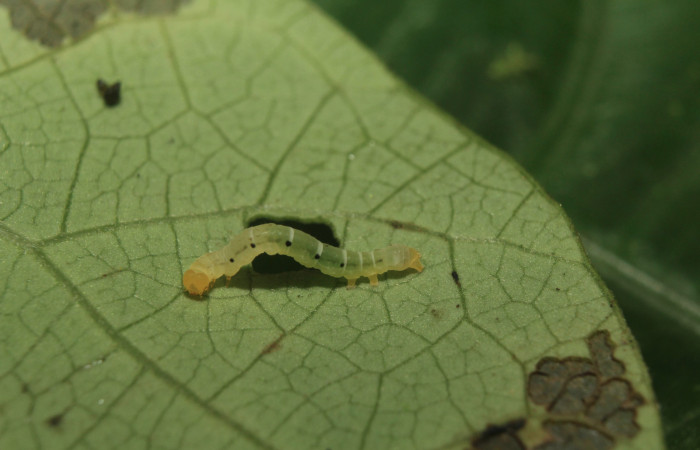 Figura 2. Larva <i>Plusiodonta nitissima</i></i> (Erebidae), en tercer estadío (PPU), mostrando parte lateral, localidad Sendero Manguera Sector Pitilla ACG (470m). Voucher: 18-SRNP-71241-DHJ742534.jpg.
