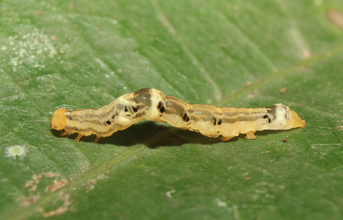 Figura 3. Larva <i>Plusiodonta nitissima</i></i> (Erebidae), en penúltimo estadío (PU), mostrando parte lateral, localidad Sendero Manguera Sector Pitilla ACG (470m). Voucher: 18-SRNP-71241-DHJ742537.jpg.