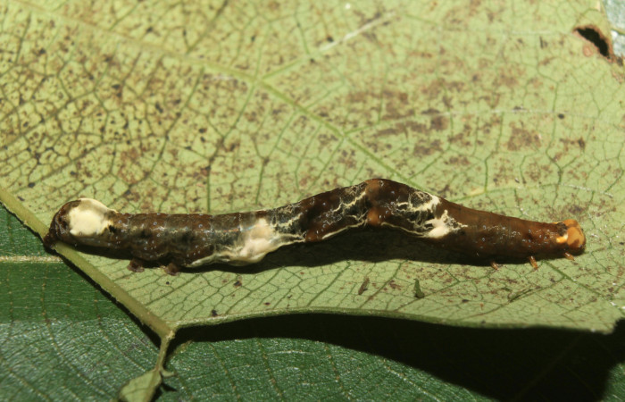Figura 4. Larva <i>Plusiodonta nitissima</i></i> (Erebidae), en último estadío (U), mostrando parte lateral, localidad Sendero Manguera Sector Pitilla ACG (470m). Voucher: 18-SRNP-71241-DHJ742626.jpg.