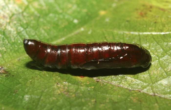 Figura 6. Pupa de <i>Plusiodonta nitissima</i></i> (Erebidae), mostrando parte lateral, localidad Sendero Manguera Sector Pitilla ACG (470m). Voucher: 18-SRNP-71241-DHJ742794.jpg.