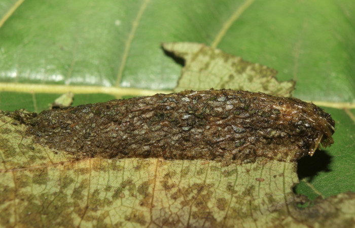 Figura 5. Capullo de <i>Plusiodonta nitissima</i></i> (Erebidae), mostrando parte dorsal, localidad Sendero Manguera Sector Pitilla ACG (470m). Voucher: 18-SRNP-71242-DHJ742712.jpg.