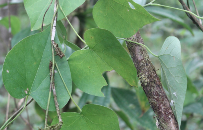 Figura 12. Planta hospedera de larva <i>Plusiodonta nitissima</i></i> (Erebidae), planta llamada <i>Odontocarya truncata</i></i> (Menispermaceae), localidad Sendero Manguera Sector Pitilla ACG (470m). foto: Ricardo Calero, 12 Febrero 2019. 