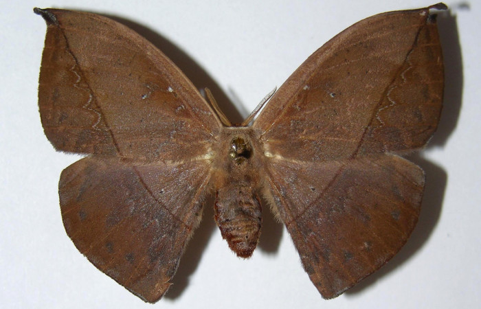 Fig. 19. Hembra de  <i>Oxytenis  modoccidentalis</i></i> (Saturniidae)  vista dorsal. Voucher: 02-SRNP-29847-DHJ334304.
