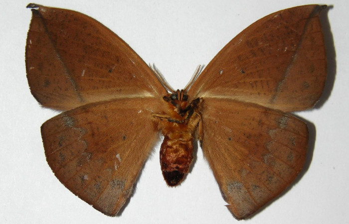 Fig. 20. Hembra de  <i>Oxytenis  modoccidentalis</i></i> (Saturniidae)  vista ventral. Voucher: 02-SRNP-29847-DHJ334305.