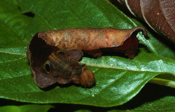 Fig. 3. Larva de <i>Oxytenis  naemia</i></i> (Saturniidae) Planta hospedera <i>Sabiceae panamenis</i></i> ( Rubiaceae).Voucher: 03-SRNP-11818-DHJ75889.