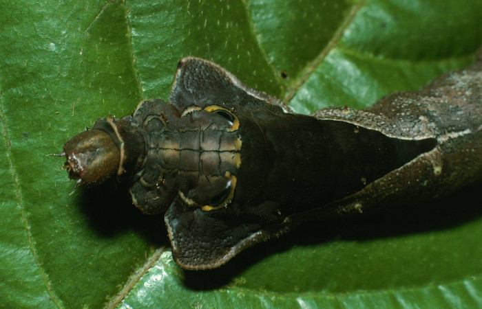 Fig. 4. Detalle cabeza de <i>Oxytenis  naemia</i></i> (Saturniidae) Planta hospedera <i>Sabiceae panamenis</i></i> ( Rubiaceae).Voucher: 03-SRNP-12955.1-DHJ78330.
