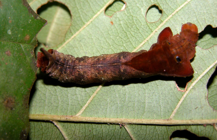 Fig. 12. Larva de <i>Oxytenis  modoccidentalis</i></i> (Saturniidae) Planta hospedera <i>Amaioua pedicellata</i></i> (Rubiaceae).Voucher: 03-SRNP-29509-DHJ401310.