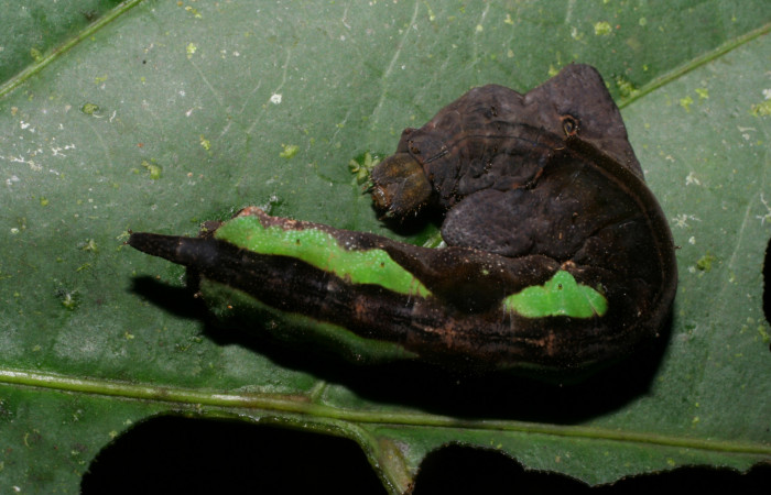 Fig. 7. Larva de <i>Oxytenis  gigantea</i></i> (Saturniidae) Planta hospedera <i>Calatola costaricensis</i></i> (Icacinaceae).Voucher: 06-SRNP-34727-DHJ425475.